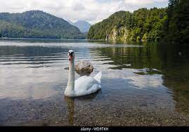 Swan lake germany