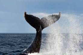 today s whales are huge but why aren t