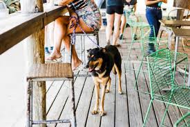 dog friendly restaurants in las vegas