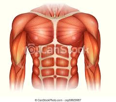 Muscular system anatomy:back region torso muscles model description. Muscles Of The Torso Muscles Of The Human Body Torso And Arms Beautiful Colorful Illustration Canstock