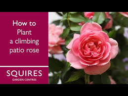 Plant Climbing Roses In Containers