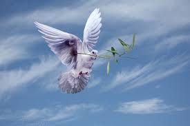Image result for cartoon dove with olive branch