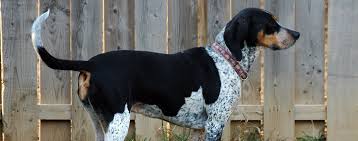 Bluetick coonhound x blue heeler mix. Bluetick Coonhound Dog Breed Facts And Information Wag Dog Walking