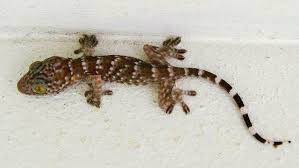 get rid of lizards in the house yard