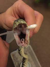 female pure darwin carpet python