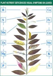 Aquatic Plant Aquatic Plant Nutrient Deficiency Chart