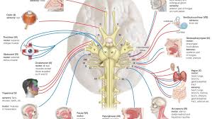 Names Functions And Locations Of Cranial Nerves