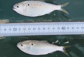 Njdep Division Of Fish Wildlife Baitfish Profiles Of