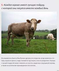 Каждая корова имеет подругу. | Пикабу