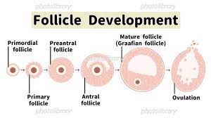 ヒトの卵胞の発育と排卵の過程 英語の図解イラスト イラスト素材 [ 7174471 ] - フォトライブラリー photolibrary