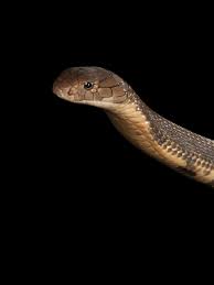 king cobra facts and photos