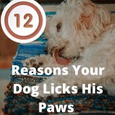 12 Reasons Why Dogs Lick Their Paws