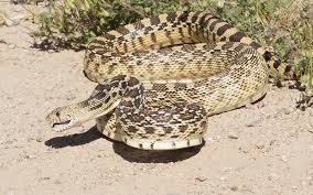 For one thing, gopher snakes lay eggs and rattlers have live births. Gopher Snake