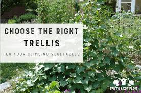 trellis for your climbing vegetables