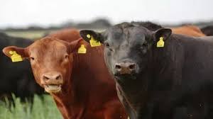 Resultado de imagen para Chile importarÃ¡ genÃ©tica bovina