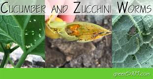 Cucumber And Zucchini Worms Organic