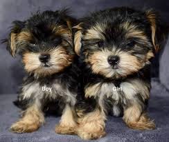 Teacup puppies, teacup yorkies, teacup chihuahua, teacup maltese, maltese, yorkshire terrier, chihuahua, micro poodle, mini teacup yorkie puppy for sale in vancouver, british columbia. Yorkiepoo Puppies For Sale Cleveland Oh 286247
