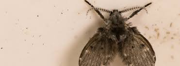 drain fly control and prevention