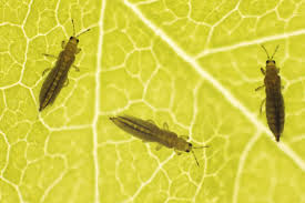 of thrips effectively