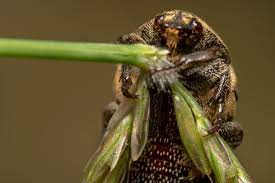 what do carpet beetles really look like