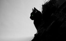 Cat Black Cats Animals Green Eyes