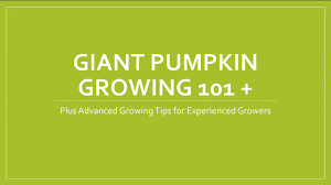 How To Grow A Giant Pumpkin Secrets To Growing 1000 Pound Pumpkins