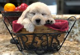 Summer is here and it is time for you to have one of the best breeds of dogs these days. Goldendoodle Puppies By Moss Creek Goldendoodles In Florida English Goldendoodle Puppies