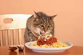 Image result for spaghetti
