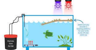 Best Turtle Tank Setup Guide Everything You Need To Know
