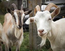 Nmsu Guide For Control Of External Parasites Of Sheep And Goats