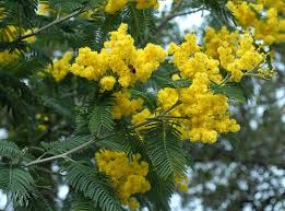 Yellow flowers pending adelaide.jpg 2,416 × 2. Mimosa Acacia Dealbata Center For The Study Of The Built Environment