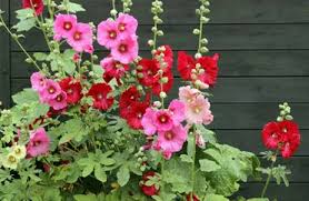 Outdoor flowers safe for dogs. 10 Best Dog Safe Perennials Garden Lovers Club
