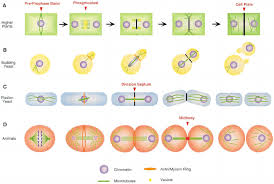 What is cytokinesis in plant cell? General Mechanisms Of Cytokinesis In Eukaryotes While The Process Of Download Scientific Diagram