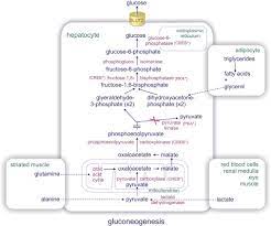 glucose homeostasis an overview