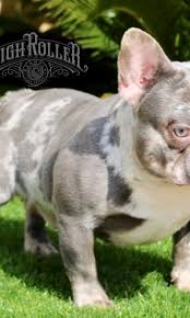 Wow, i've just run across the singularly most important research article on fyi, french bulldogs are genetically unique in that they can appear in almost any color or pattern possible in any dog breed. High Roller Kennels Best Exotic French Bulldogs In Las Vegas