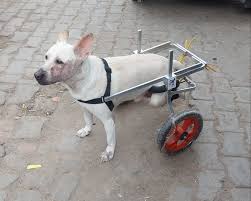 dog wheelchair cart 2 wheel