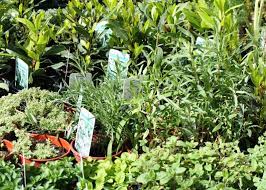 Planting A Medicinal Herb Garden St