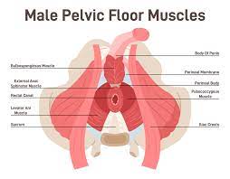 male pelvic health