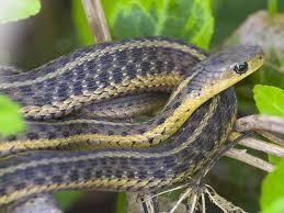 Gophersnakes are often seen in suburban settings since they are active predators of the same rodents that can plague those areas. Garter Snake Care Sheet Reptiles Magazine
