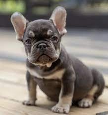teacup french bulldog the truth about