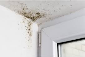 deal with mold and mildew on drywall