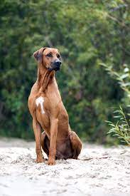 ローデシアン・リッジバックの特徴・性格 最新価格と飼い方｜いぬのきもち 犬図鑑｜いぬのきもちWEB MAGAZINE