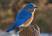 Image of Pictures of bluebirds in Ohio
