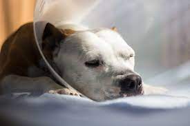 your dog recover from a surgical wound