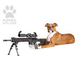 Pointing dog puppy training with gun dog succes part 2. So Cute It S Deadly Puppies Pose With Guns New York Post