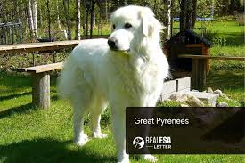 great pyrenees breed profile