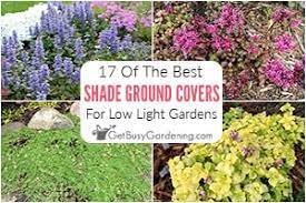 17 best ground cover plants for shade