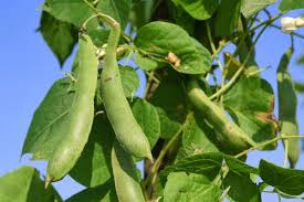 Growing Green Beans Bush Beans And