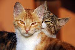 Image result for cats grooming each other