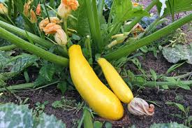 guide to growing squash the family
